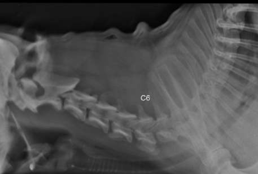 Blue diagnóstico 2024