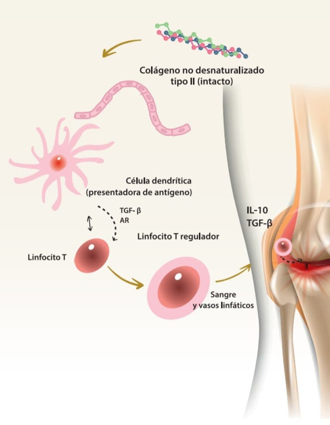 Tolerancia inmunológica 1