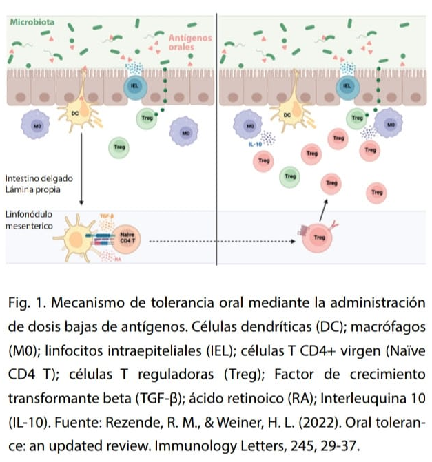 Tolerancia inmunológica 2